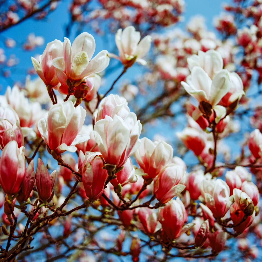 Magnolia #6, Germany – wall art by J. Daniel Hunger as Poster or Acrylic Glass Print
