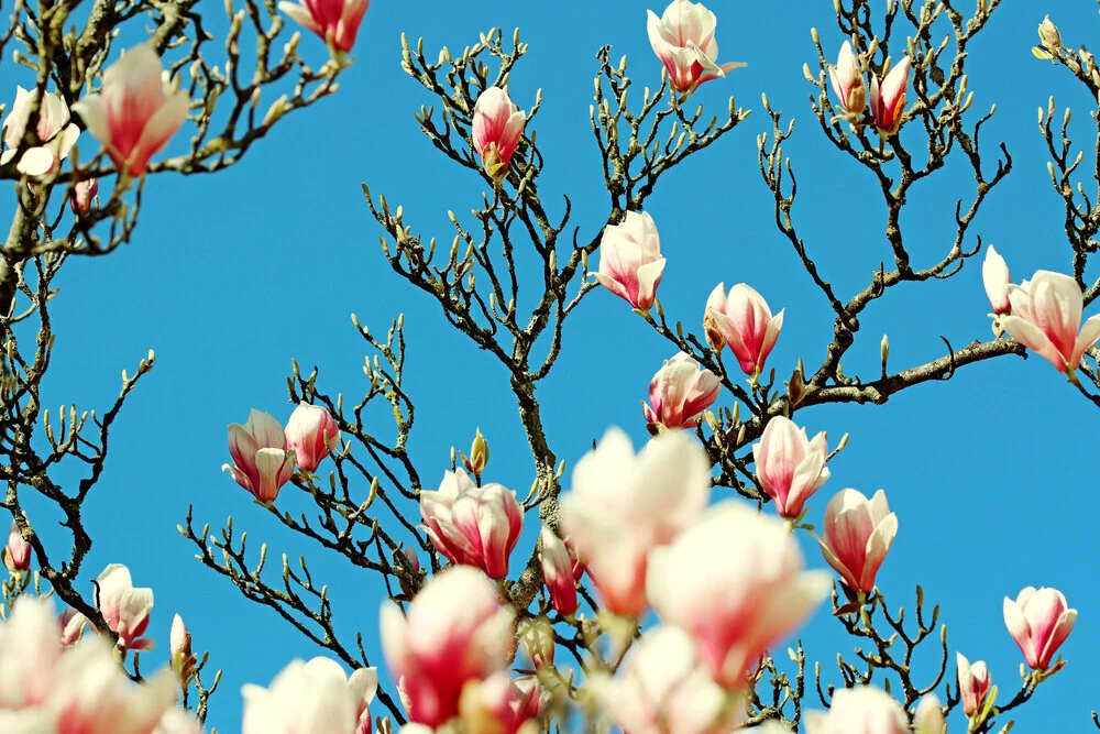 Magnolia, Germany – wall art by Manuela Deigert as Poster or Acrylic Glass Print