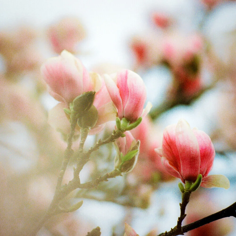 Magnolia #7, Germany – wall art by J. Daniel Hunger as Poster or Acrylic Glass Print