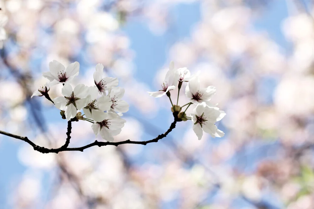Cherry blossoms, Germany – wall art by Manuela Deigert as Poster or Acrylic Glass Print