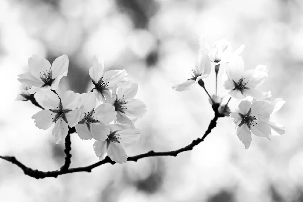 Magic of spring, Germany – wall art by Manuela Deigert as Poster or Acrylic Glass Print