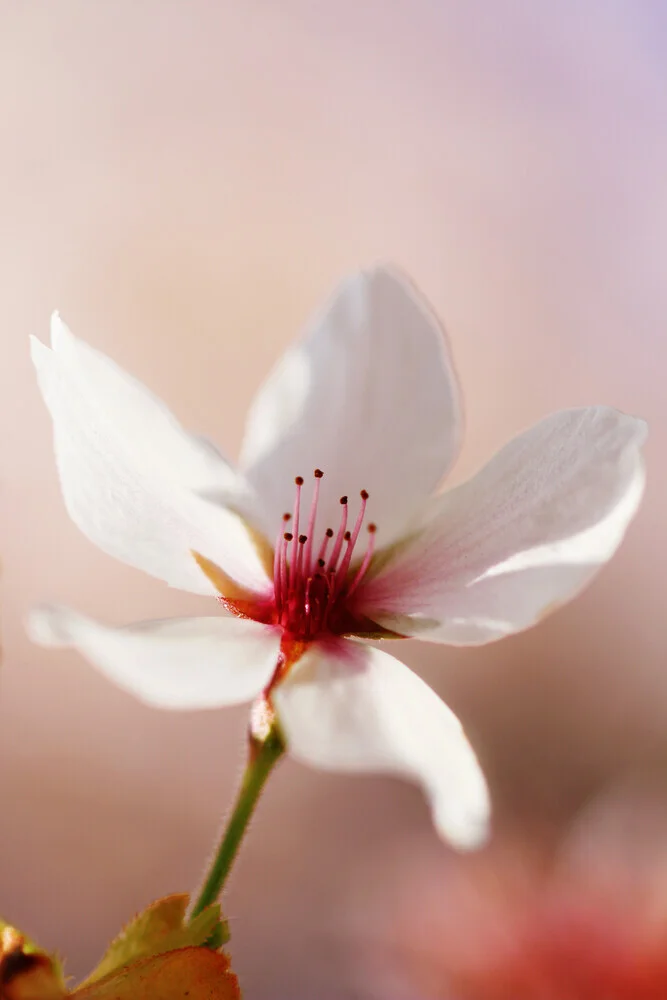 The delicate one, Germany – wall art by Manuela Deigert as Poster or Acrylic Glass Print