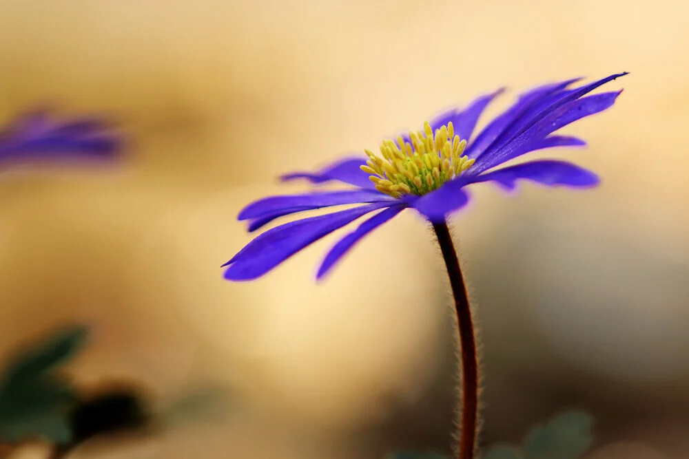 Purple windflower, Germany – wall art by Manuela Deigert as Poster or Acrylic Glass Print