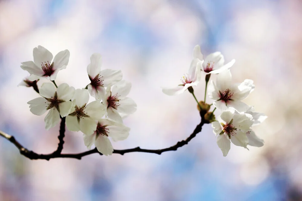 Cherry blossom branch in spring, Germany – wall art by Manuela Deigert as Poster or Acrylic Glass Print
