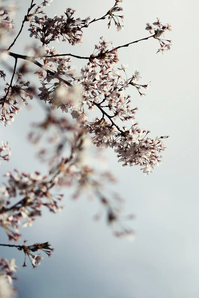 Spring whispers, Germany – wall art by Manuela Deigert as Poster or Acrylic Glass Print