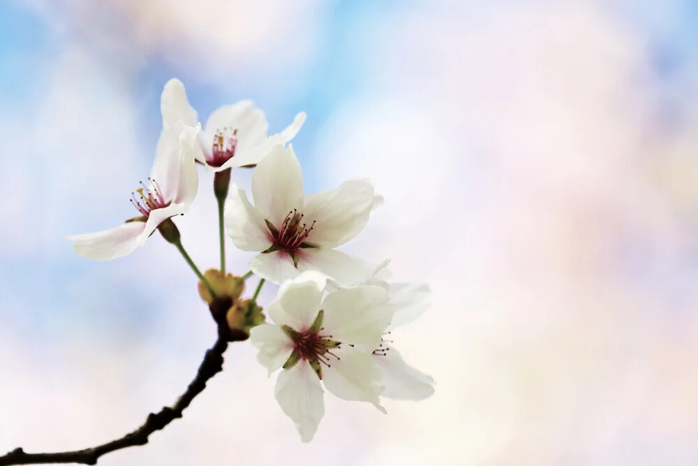 Kirschblüten im Frühlingslicht, Deutschland – Fotokunst von Manuela Deigert als Poster oder Acrylglasbild