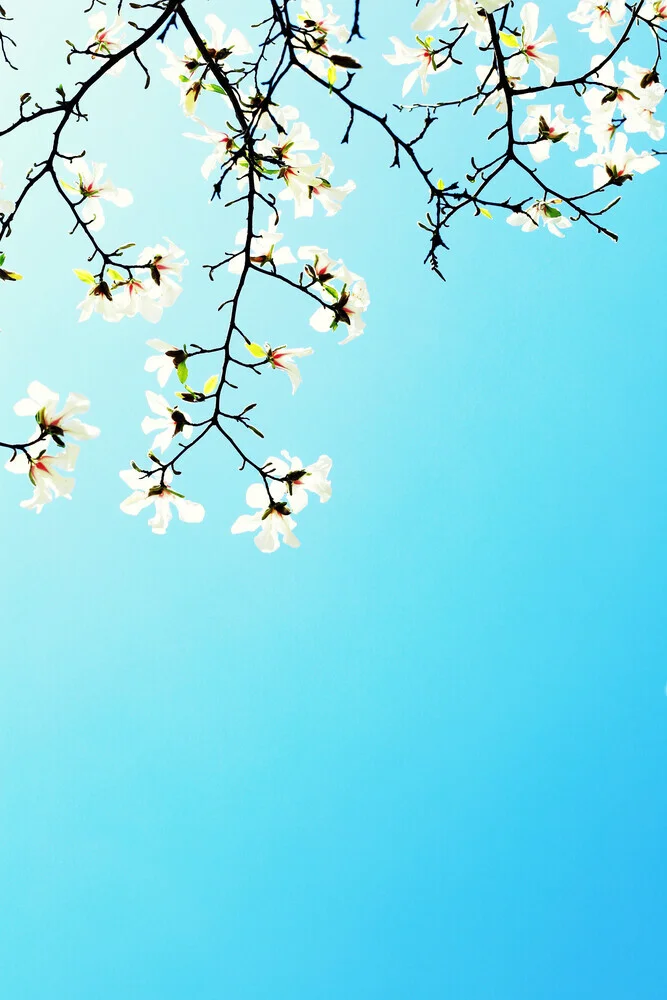 Weiße Magnolien, Deutschland – Fotokunst von Manuela Deigert als Poster oder Acrylglasbild