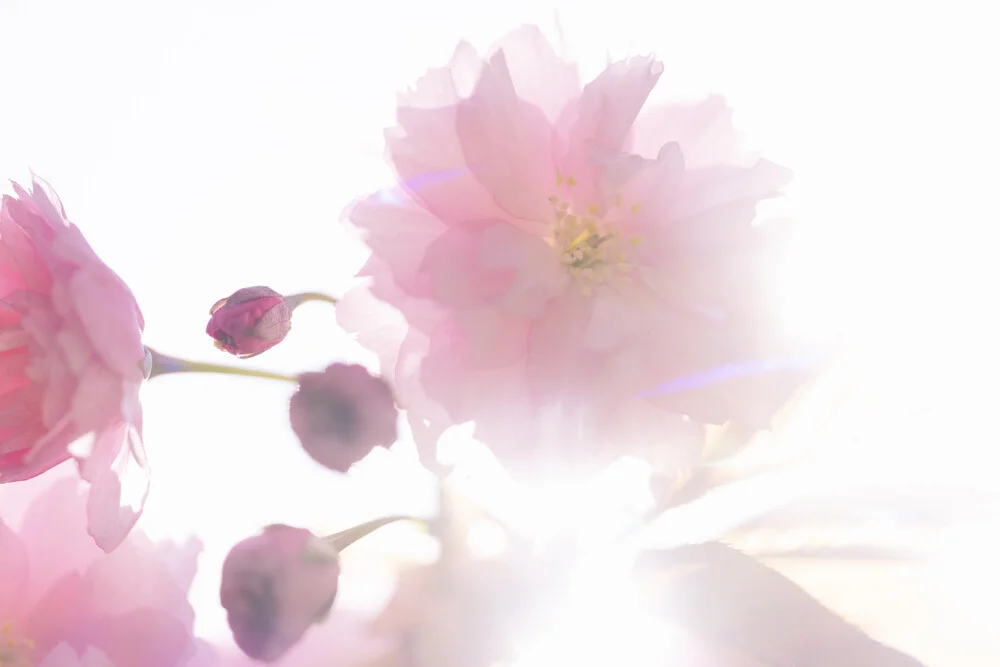 Kirschblüten im Gegenlicht, Deutschland – Fotokunst von Nadja Jacke als Poster oder Acrylglasbild