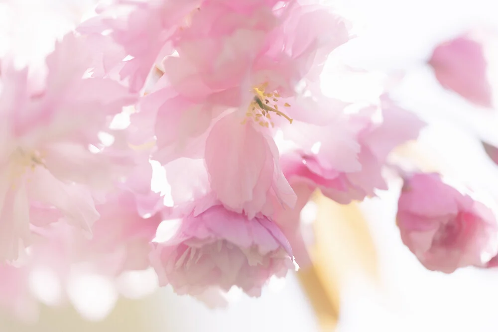 Cherry Blossom in Backlight, Germany – wall art by Nadja Jacke as Poster or Acrylic Glass Print