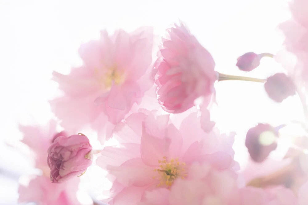 Cherry Blossom in Backlight, Germany – wall art by Nadja Jacke as Poster or Acrylic Glass Print