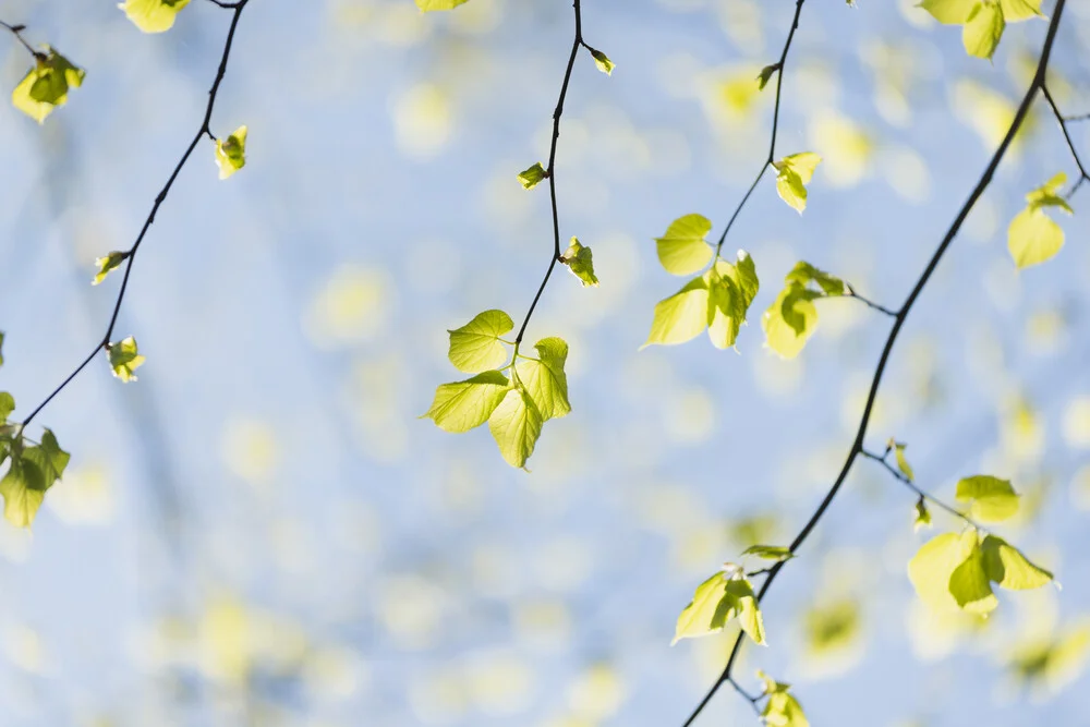 Young linden leaves in spring light, Germany – wall art by Nadja Jacke as Poster or Acrylic Glass Print