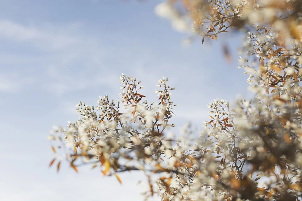 Flowering serviceberry, Germany – wall art by Nadja Jacke as Poster or Acrylic Glass Print