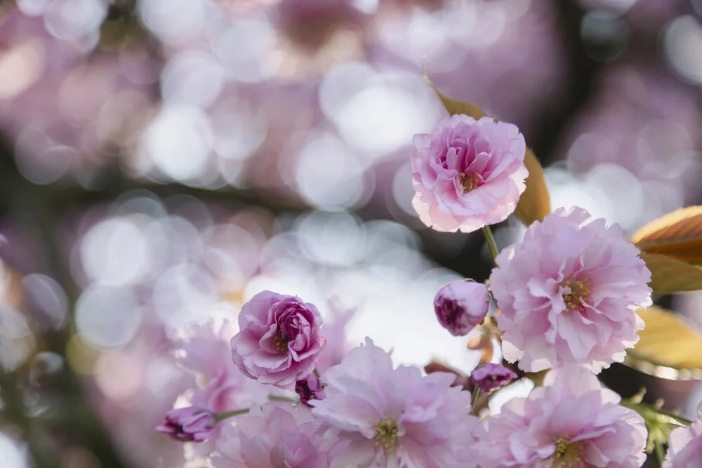 Cherry Blossoms, Germany – wall art by Nadja Jacke as Poster or Acrylic Glass Print