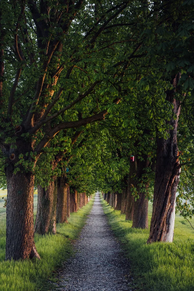 Chestnut Alley, Germany – wall art by Maximilian Fischer as Poster or Acrylic Glass Print