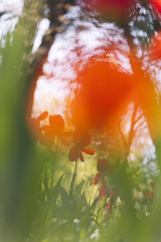 Red Tulips Behind Soft Blur, Germany – wall art by Nadja Jacke as Poster or Acrylic Glass Print