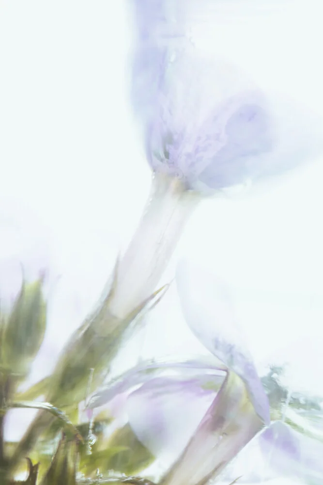Phlox unter Eis, Deutschland – Fotokunst von Marc Heiligenstein als Poster oder Acrylglasbild