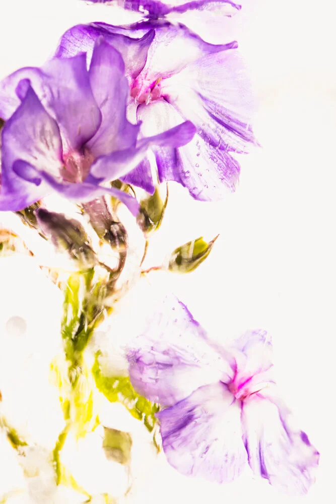 Flammenblumen-Blüten in kristallklarem Eis, Deutschland – Fotokunst von Marc Heiligenstein als Poster oder Acrylglasbild