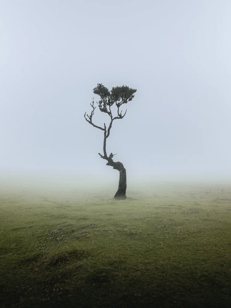Fanal, Madeira, Portugal – Fotokunst von Reiner Hofer als Poster oder Acrylglasbild