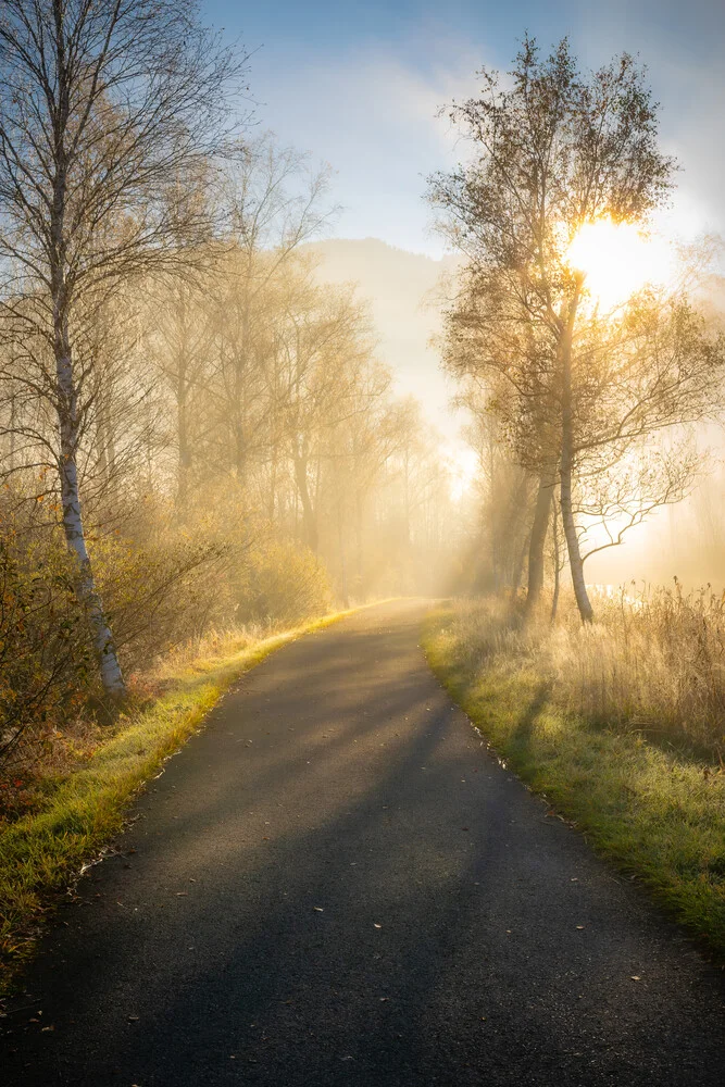 Martin Wasilewski, Allee im Nebel - Deutschland, Europa