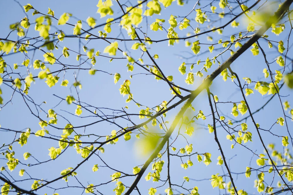 Young Linden Leaves in Spring Light, Germany – wall art by Nadja Jacke as Poster or Acrylic Glass Print