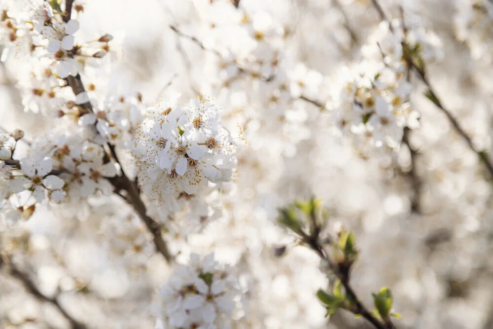 Weißblühende Obstblüte im Frühling mit Bokeh, Deutschland – Fotokunst von Nadja Jacke als Poster oder Acrylglasbild
