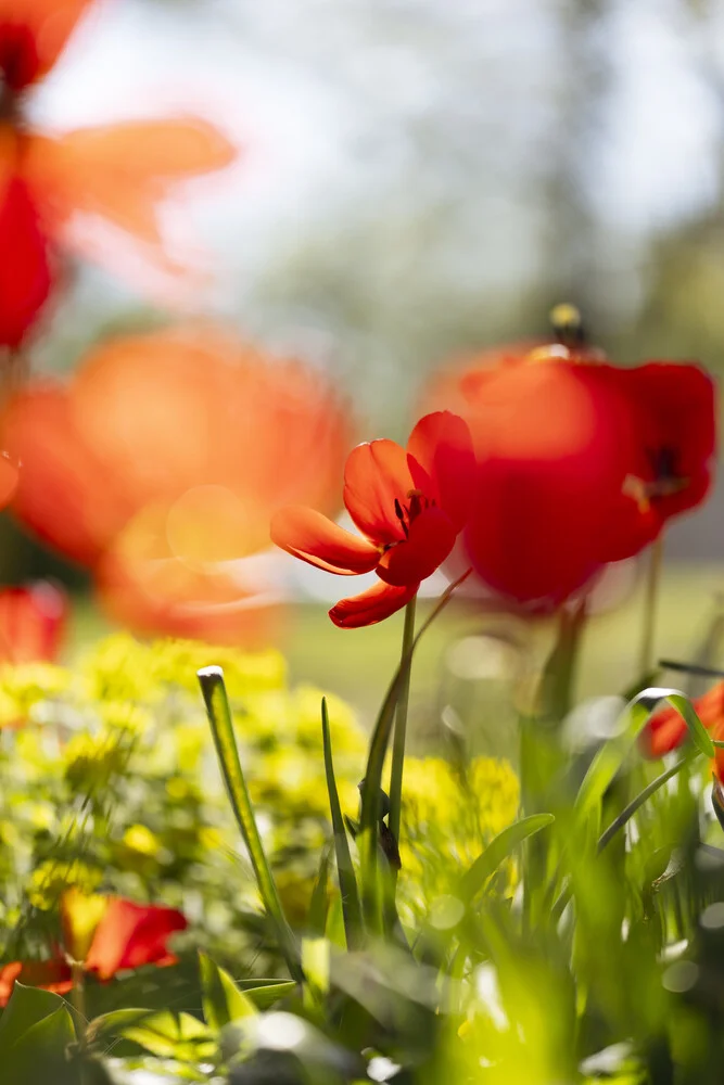 Rote Tulpen im Frühlingslicht mit weichem Hintergrund, Deutschland – Fotokunst von Nadja Jacke als Poster oder Acrylglasbild