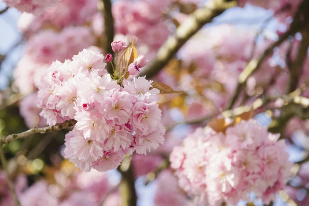 Kirschblüten in sanftem Frühlingslicht, Deutschland – Fotokunst von Nadja Jacke als Poster oder Acrylglasbild