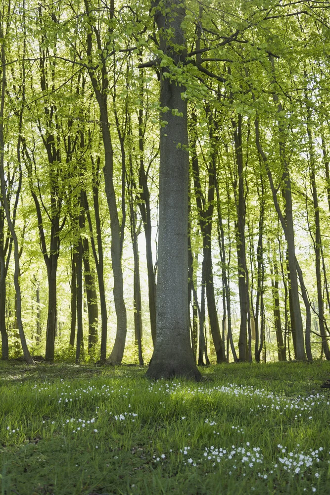 Spring Forest with Chickweed Blossoms and Fresh Foliage, Denmark – wall art by Nadja Jacke as Poster or Acrylic Glass Print