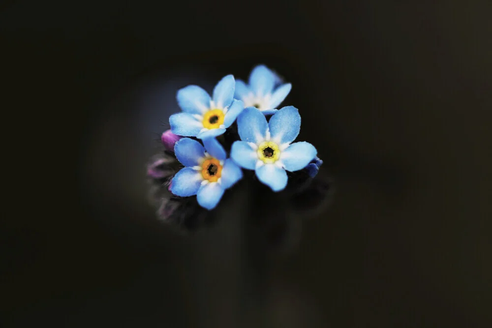 Forget-me-not, Germany – wall art by Manuela Deigert as Poster or Acrylic Glass Print