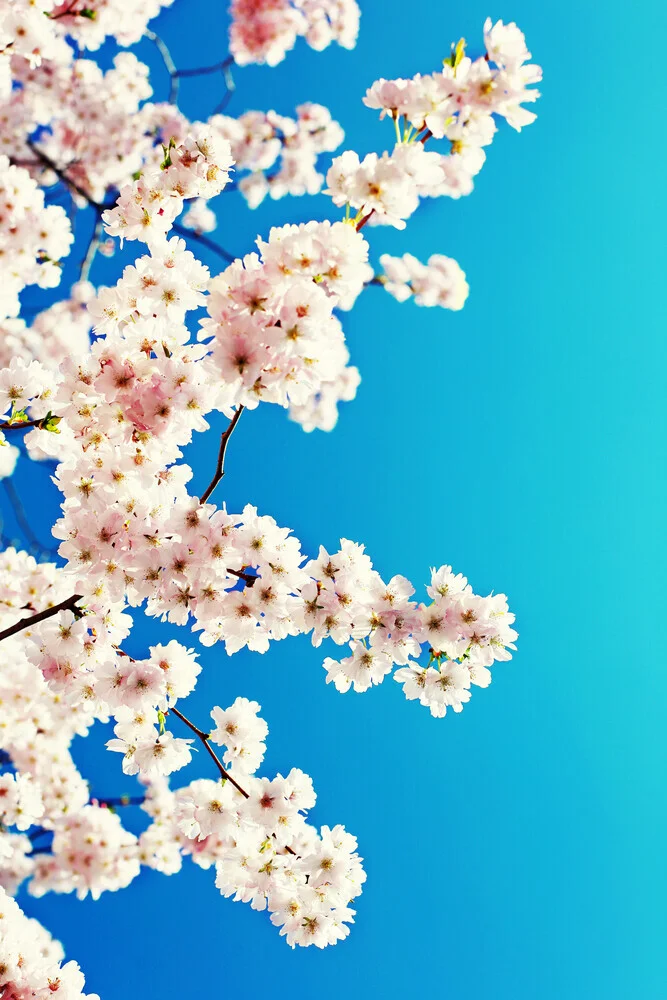 Sky blossoms, Germany – wall art by Manuela Deigert as Poster or Acrylic Glass Print