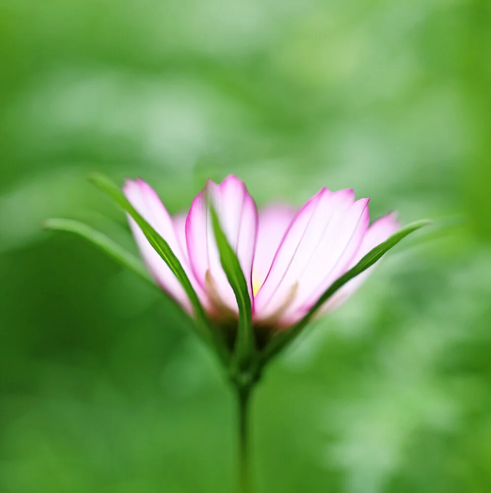 Cosmea, Deutschland – Fotokunst von Manuela Deigert als Poster oder Acrylglasbild