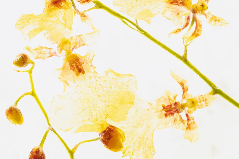 Gelb-Rote Oncidium in Eis, Deutschland – Fotokunst von Marc Heiligenstein als Poster oder Acrylglasbild