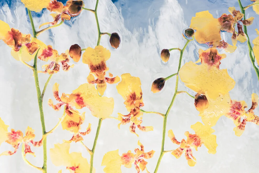 Oncidium in Eis 3, Deutschland – Fotokunst von Marc Heiligenstein als Poster oder Acrylglasbild