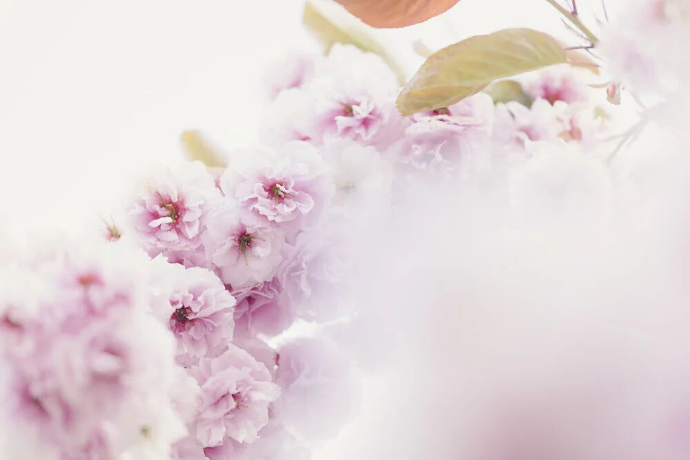 Cherry Blossom Branch Against a Bright Background, Germany – wall art by Nadja Jacke as Poster or Acrylic Glass Print