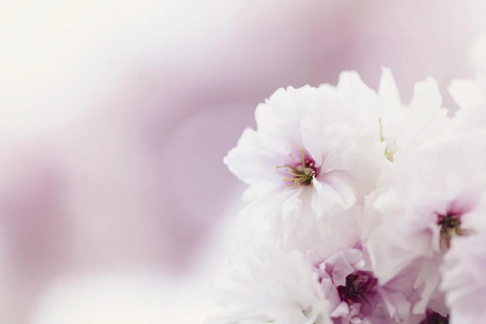 Light Cherry Blossoms with Soft Background, Germany – wall art by Nadja Jacke as Poster or Acrylic Glass Print