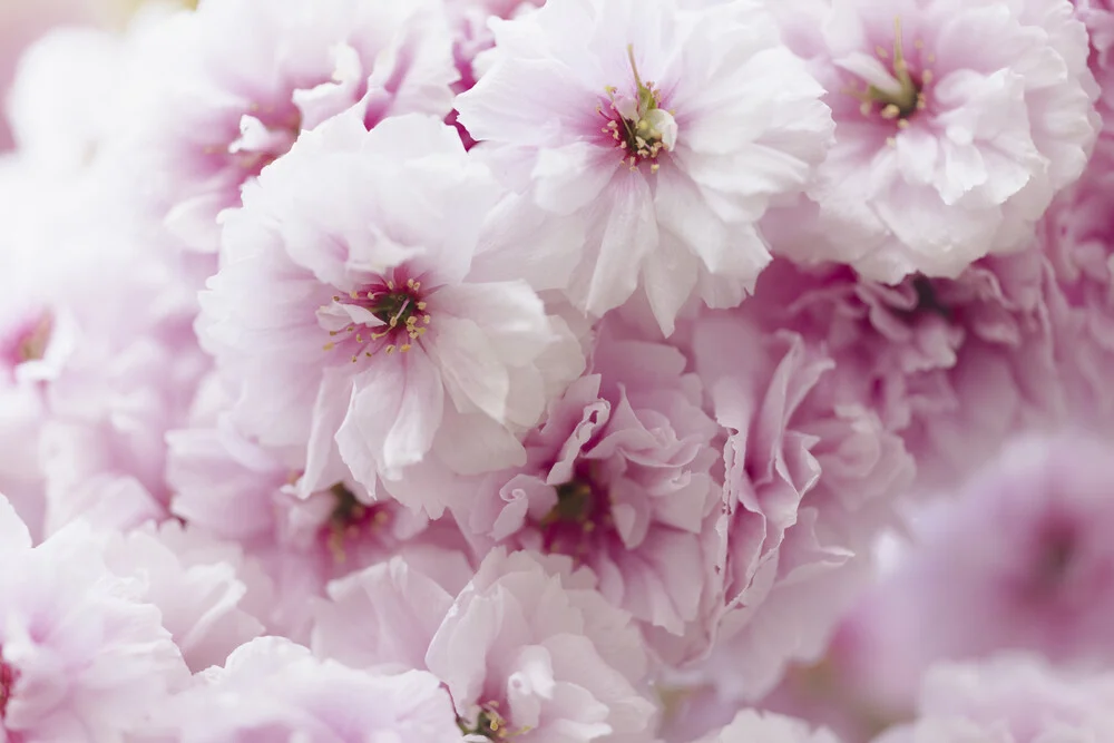 Close-Up of Pink Cherry Blossoms, Germany – wall art by Nadja Jacke as Poster or Acrylic Glass Print