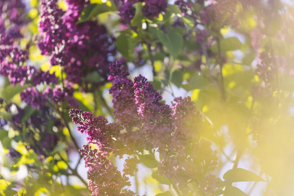 Lilac Blossoms in Sunlight, Germany – wall art by Nadja Jacke as Poster or Acrylic Glass Print