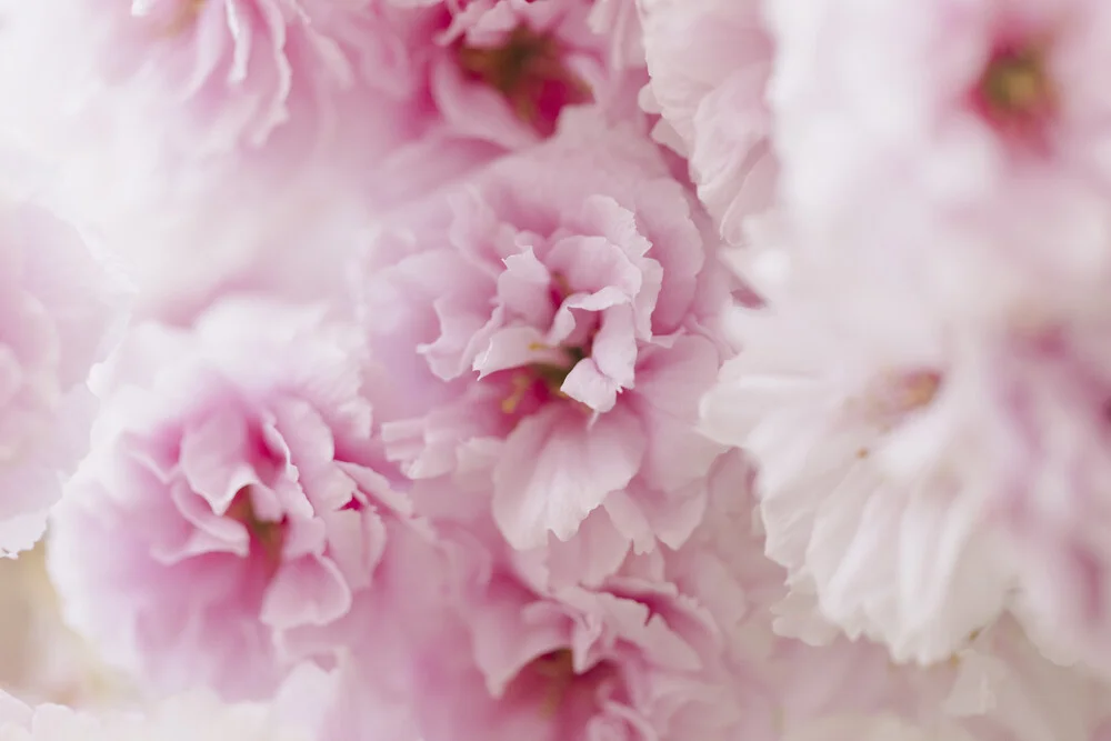 Pink Cherry Blossoms in Soft Light, Germany – wall art by Nadja Jacke as Poster or Acrylic Glass Print