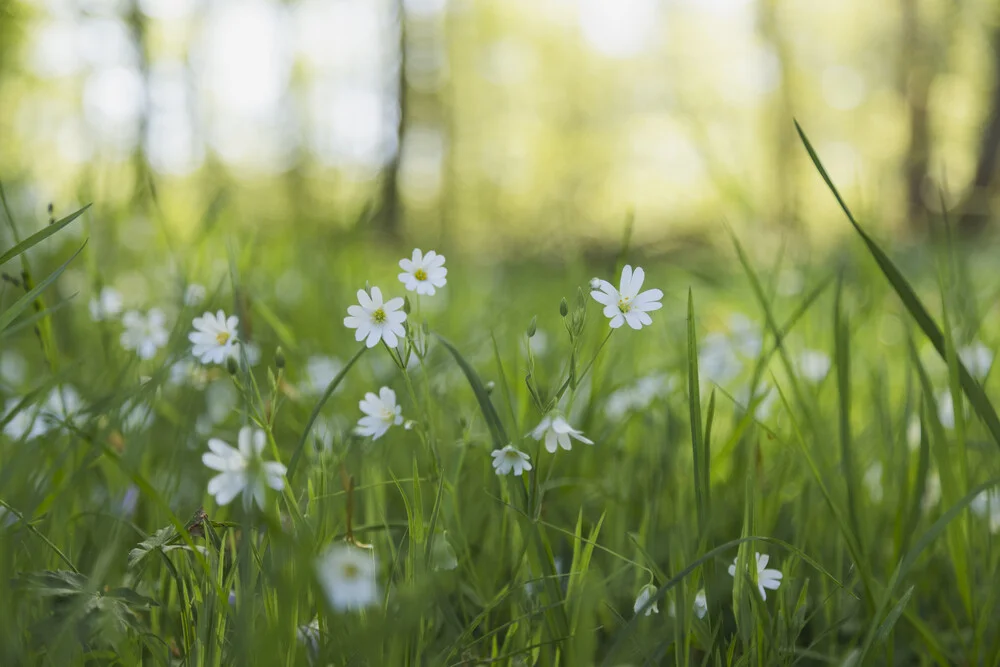 Chickweed on the Forest Floor, Germany – wall art by Nadja Jacke as Poster or Acrylic Glass Print