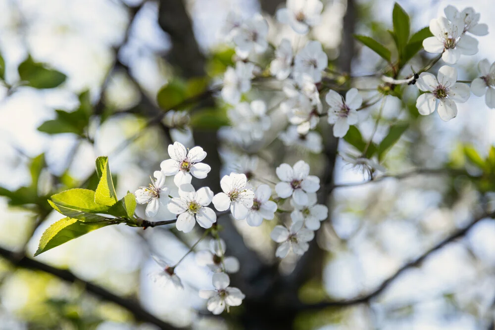 Wild Cherry Blossom in Spring Light, Germany – wall art by Nadja Jacke as Poster or Acrylic Glass Print