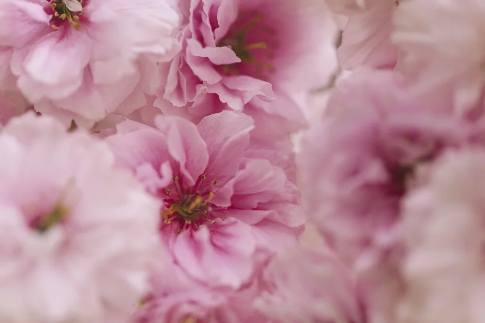 Detailed View of Double Cherry Blossoms, Germany – wall art by Nadja Jacke as Poster or Acrylic Glass Print