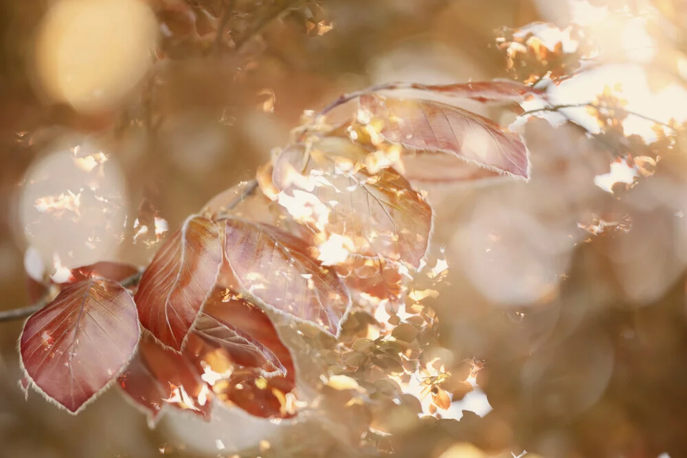 Copper Beech Leaves in Double Exposure, Germany – wall art by Nadja Jacke as Poster or Acrylic Glass Print