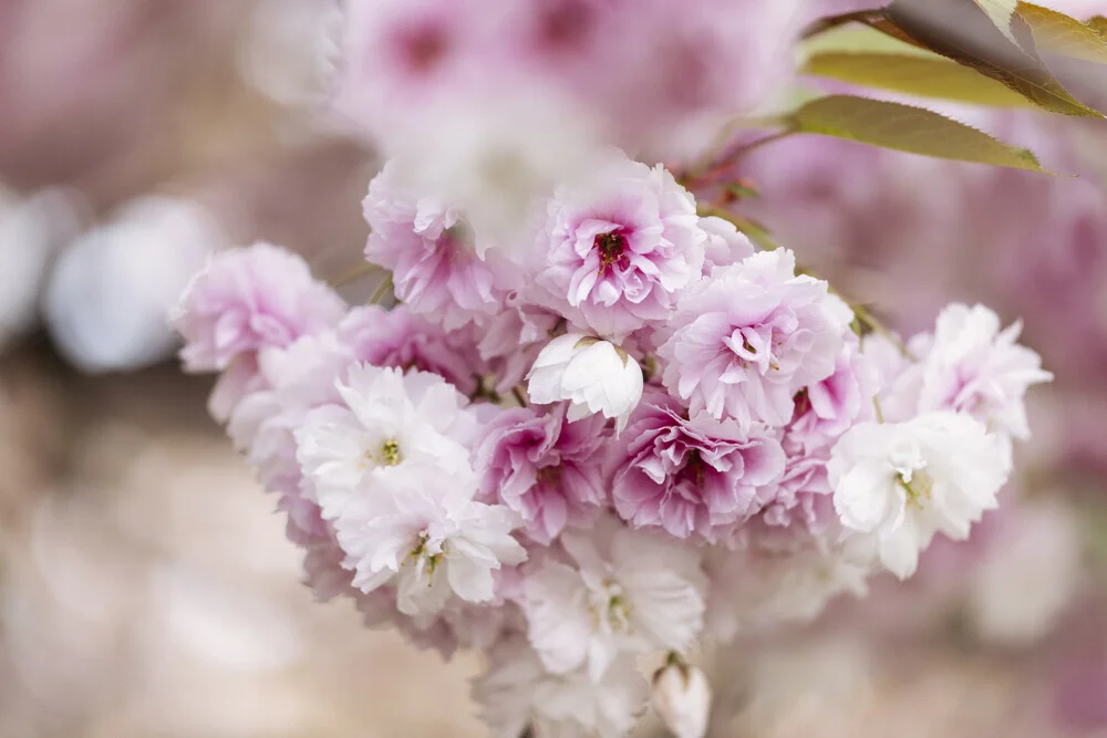 Lush Cherry Blossoms in Pink, Germany – wall art by Nadja Jacke as Poster or Acrylic Glass Print