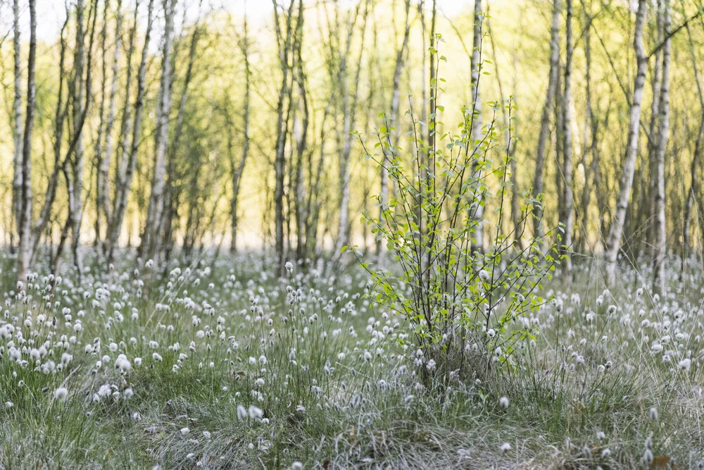 Young Birch in Cottongrass, Germany – wall art by Nadja Jacke as Poster or Acrylic Glass Print