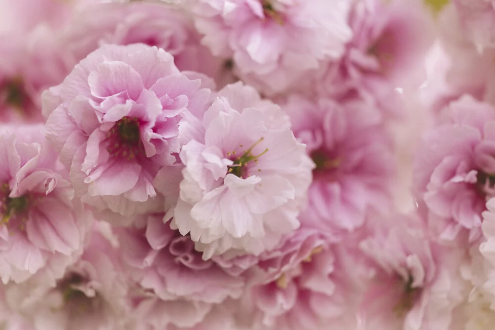 Pink Cherry Blossoms in Detail, Germany – wall art by Nadja Jacke as Poster or Acrylic Glass Print