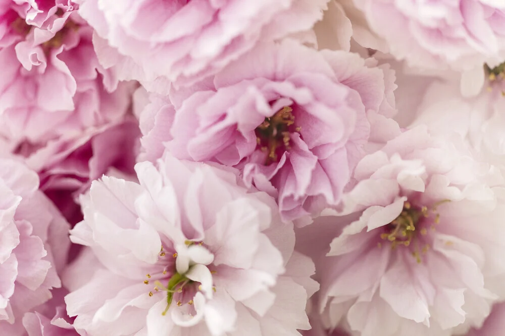 Kirschblüten aus nächster Nähe, Deutschland – Fotokunst von Nadja Jacke als Poster oder Acrylglasbild