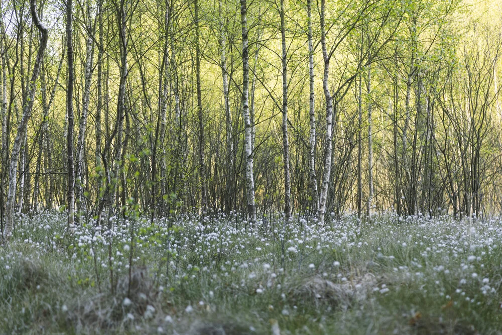 Birkenwald mit blühendem Wollgras, Deutschland – Fotokunst von Nadja Jacke als Poster oder Acrylglasbild