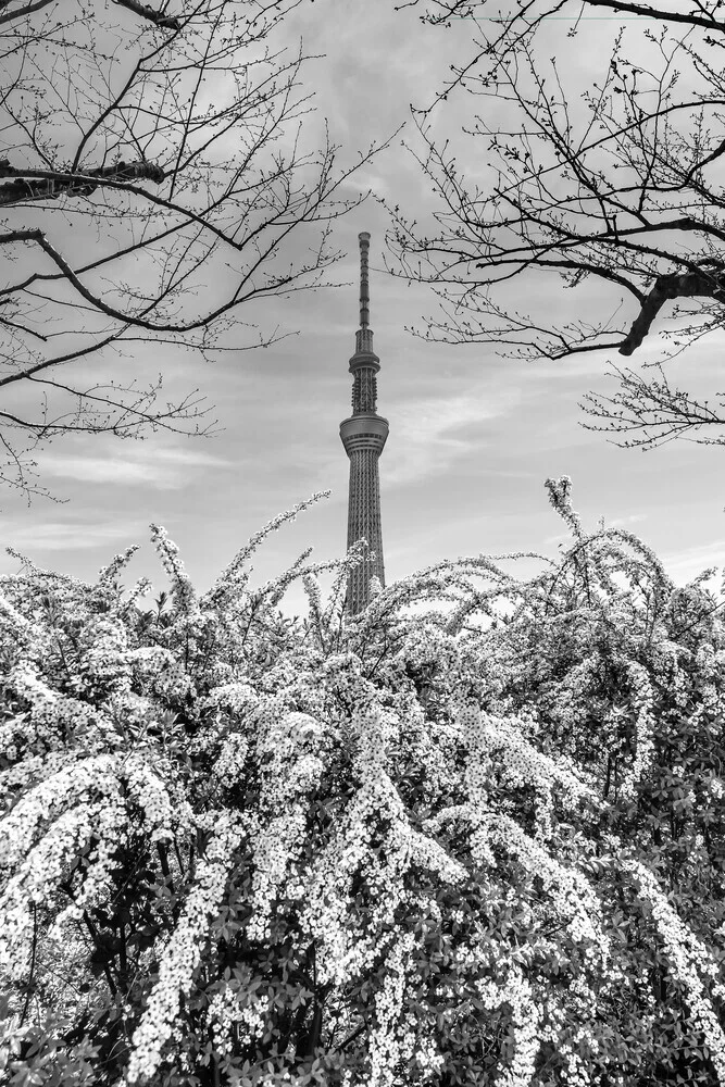 Photo art by Melanie Viola: Tokyo Skytree in spring framed by nature in an urban setting