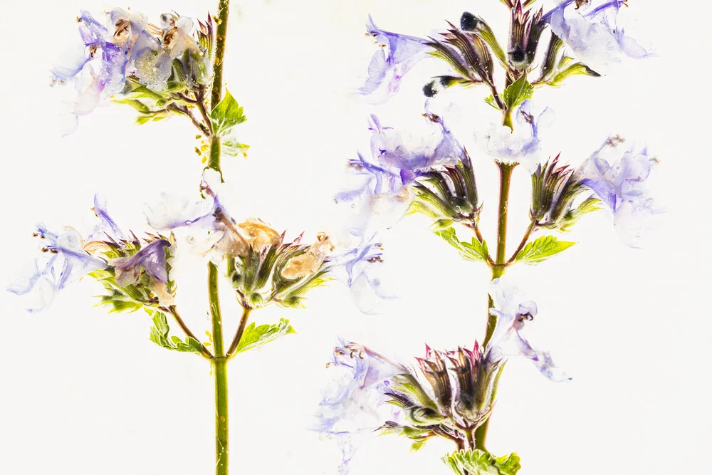 2 shoots of catnip in ice, Germany – wall art by Marc Heiligenstein as Poster or Acrylic Glass Print
