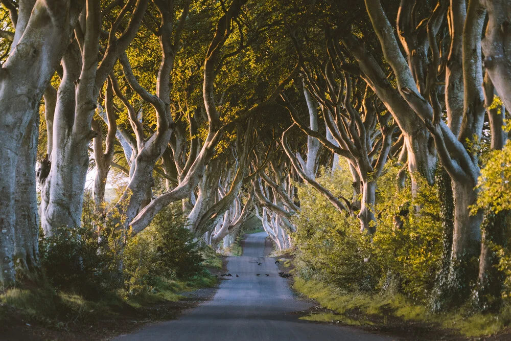 Beautiful photo art by Johannes Hulsch: Dark tree avenue in Northern Ireland